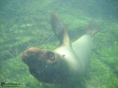 Sea Lion - Underwater Galapagos 2010 -DSCN5586 Sea Lion - Underwater Galapagos 2010 -DSCN5586
